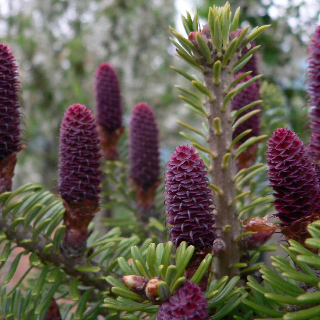 Jehličnaté stromy a keře