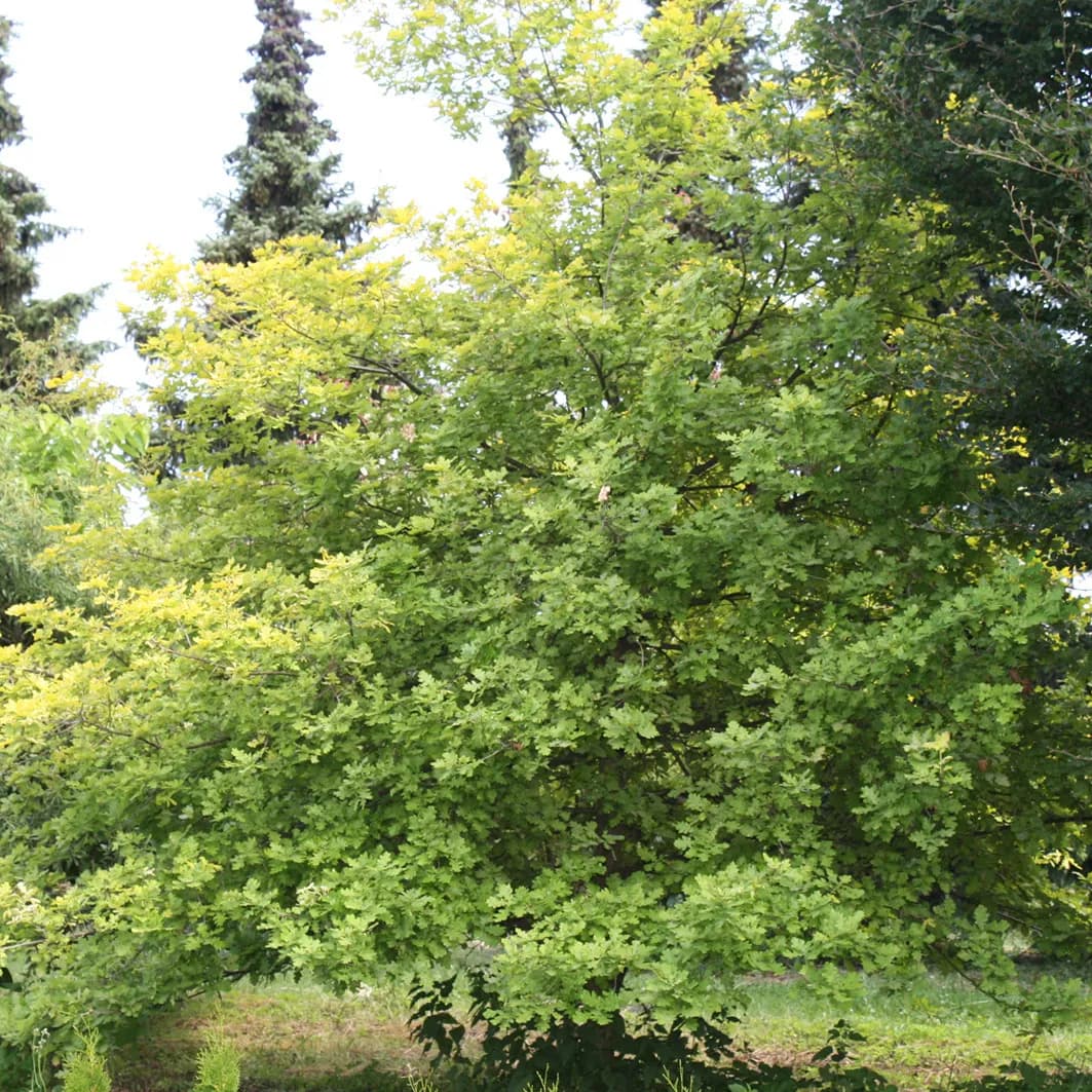 Listnaté stromy a keře