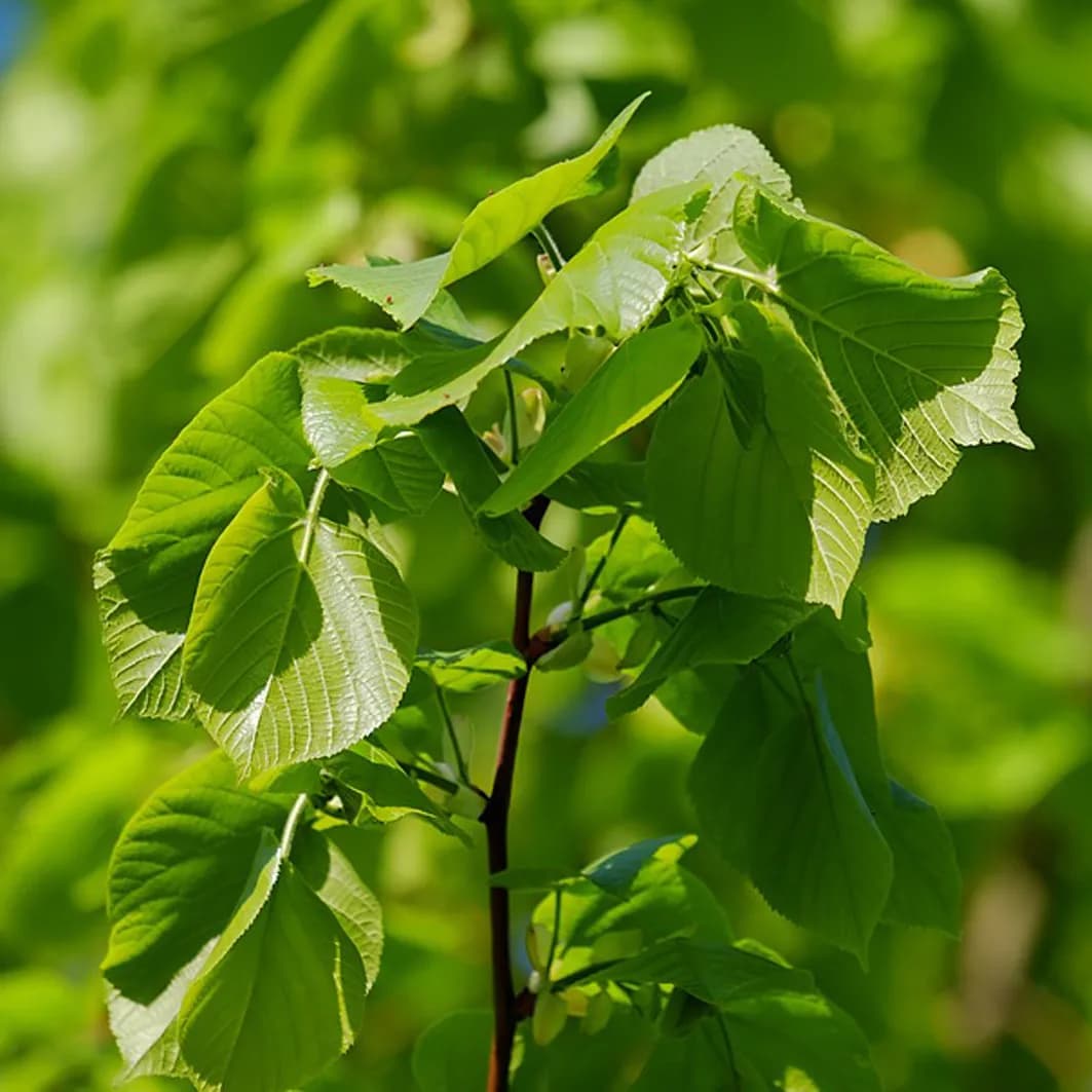 Dřeviny pro krajinu