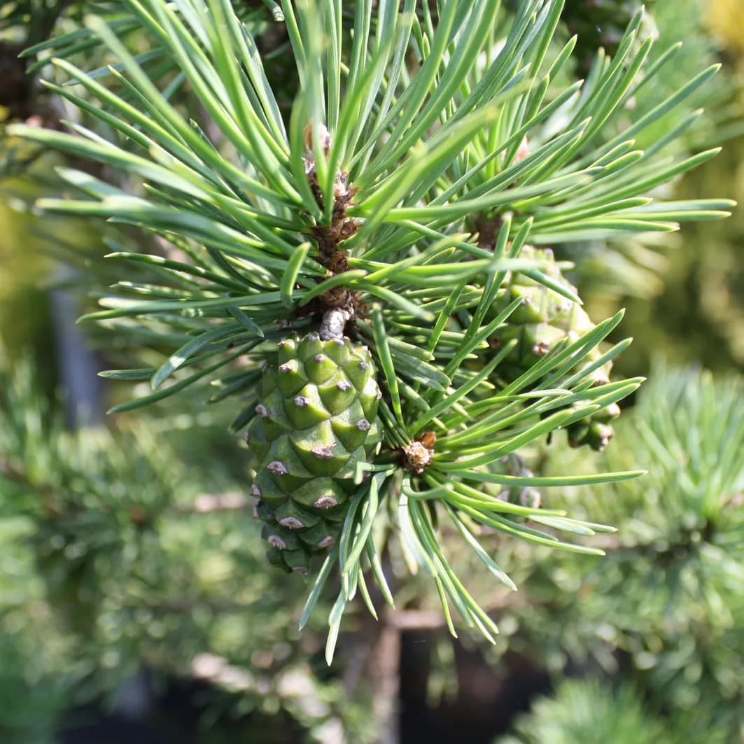 Jehličnaté dřeviny