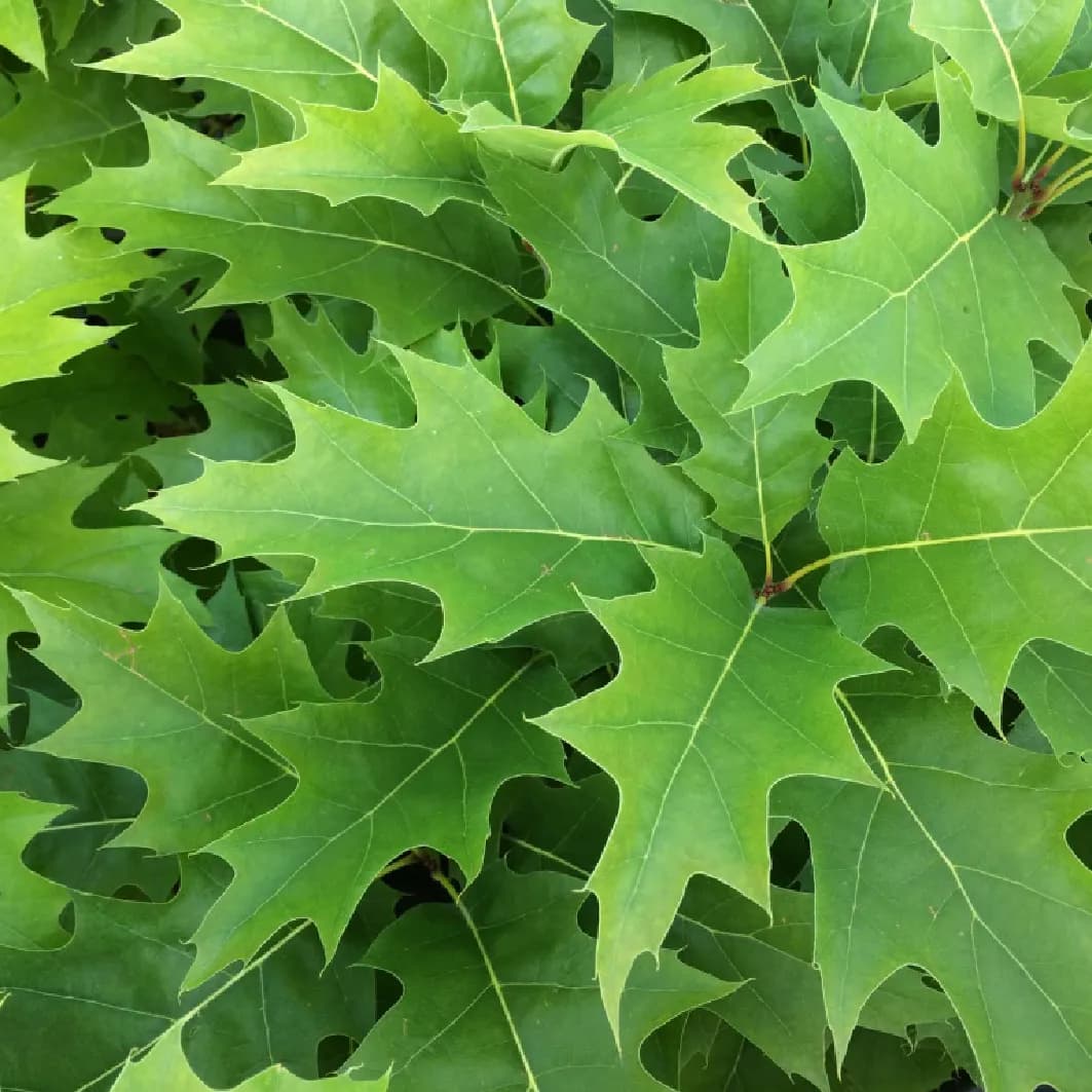 Listnaté stromy a jejich tvary