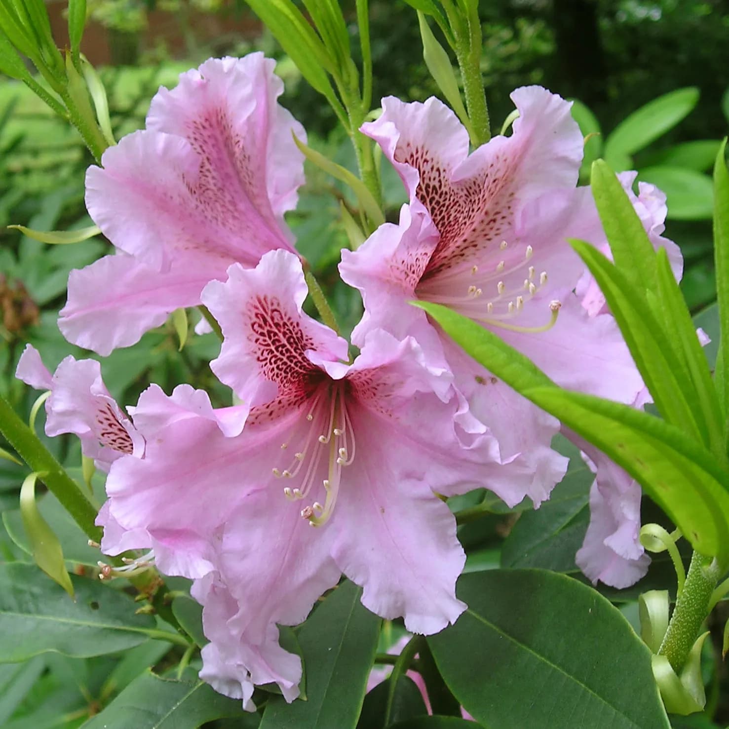 Pěnišníky a azalky